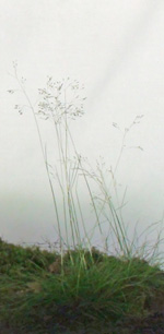 gras