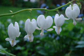 dicentra-wit 1